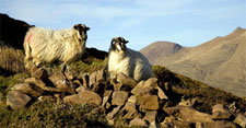 Ireland-Western Ireland-Dingle Way - Escorted Walking Tour